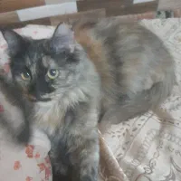 یک گربه سفیدپشمی دراقاقیا ۱ یاشقایق ۳۳گم شده