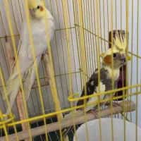 پرنده|پرنده|ماکو, |دیوار