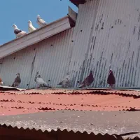کبوتر پرنده
