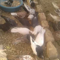 فروش کبوتر|پرنده|مبارکه, |دیوار