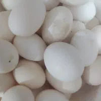 تخم مرغ محلی