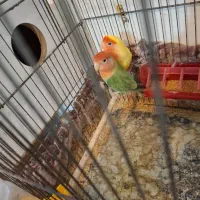 فروش عروس هلندی  و طوطی برزیلی