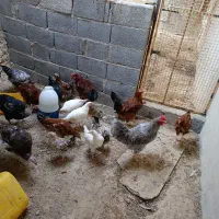 مرغ و خروس|حیوانات مزرعه|جم, |دیوار