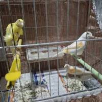 قناری نر و ماده|پرنده|قدس, شهرک فرزان|دیوار