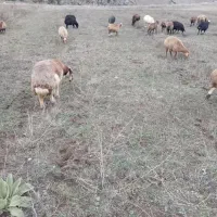 ۵۰عدد گوسفند بره دار. یلنی آبستن|حیوانات مزرعه|سرعین, |دیوار