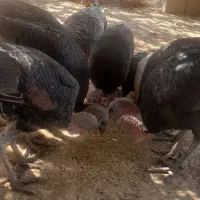 بغلمون