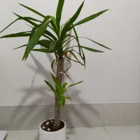 گل طبیعی|گل و گیاه طبیعی|شیراز, دارالرحمه|دیوار