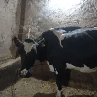 گاو‌شیری|حیوانات مزرعه|هشترود, |دیوار