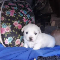 سه عدد سگ پاپی اشپیز پامر