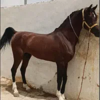 نریان سیلمی عرب دوسر