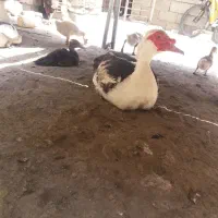 اردک اسرائیلی