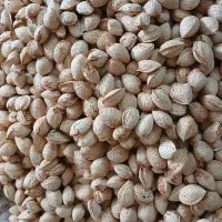 فروش بادام پوست کاغذی|خوردنی و آشامیدنی|شیراز, طلاب|دیوار