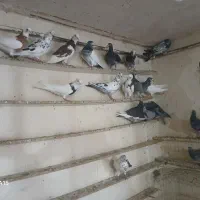 طوقی دوبر گیلانده