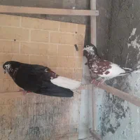 کبوتر ساده افشان یا چادری افشان گلدار|پرنده|کرج, محمود آباد|دیوار