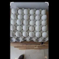 پخش تخم مرغ