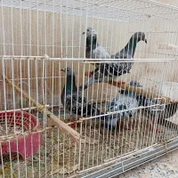 کبوتر پلاکی