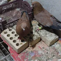 پرنده|پرنده|اهواز, امانیه|دیوار