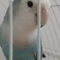 کوتوله برزیلی ماده