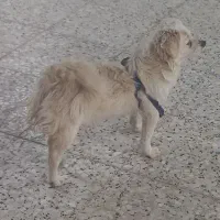 سگ اشپیتز ماده