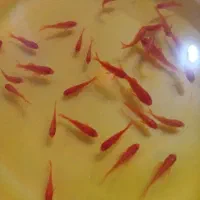 ماهی قرمزویژه سفره هفت سین