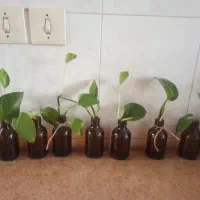 فروش گل پتوس رومیزی
