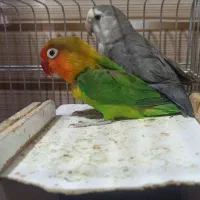 طوطی برزیلی