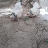 تخم مرغ نطفه دار
