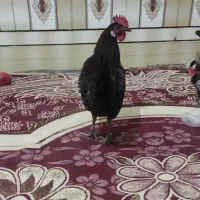 خروس عربی