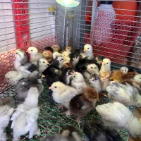 جوجه ازمولدین غول پیکر|حیوانات مزرعه|کاشان, فاز ۱ ناجی آباد|دیوار