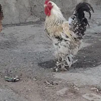 خروس برهما