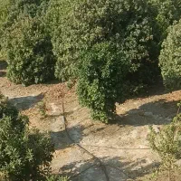 دو هکتار زمین تجاری و باغی|فروش زمین و ملک کلنگی|راهگان, |دیوار