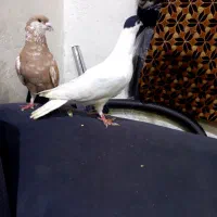 طاقی|پرنده|آران و بیدگل, |دیوار