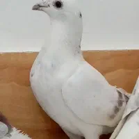 سلام دوستان|پرنده|تربت‌حیدریه, بالا ولایت|دیوار