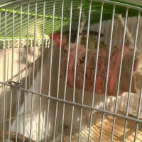 دوطوطی برزیلی استثنایی