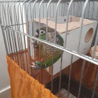 طوطی رام و دستی