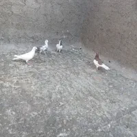 فروش ۴تا کفتر گرفتنی|پرنده|شیراز, شهدای شهرک سعدی|دیوار