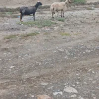 قوچ. گوسفند.   بره