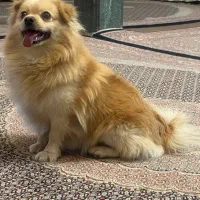 سگ پامر روباهی|سگ|خوی, |دیوار