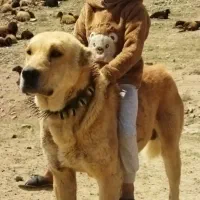 سلام دوستان