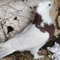 کبوتر طوقی نر|پرنده|کرمان, |دیوار