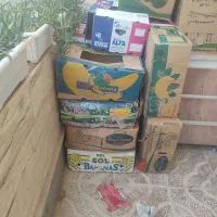 کارتون موزی اسباب کشی