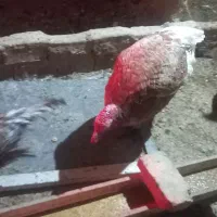 فروش فوری قوغاز وبوقلمون خروس لهستانی وسگ نر|حیوانات مزرعه|قنوات, |دیوار