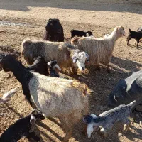 ۴بز.۸ تا بزغاله دارن