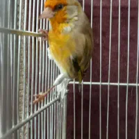 سهرهقناری|پرنده|تهران, آجودانیه|دیوار