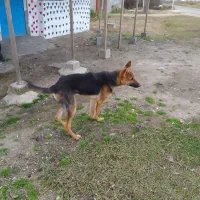 سگ ژرمن نر|سگ|رشت, شهریاران|دیوار