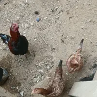 مرغو خروس لاری