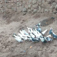 کفترپرشی جوجه کشی