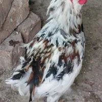 خروس گلین فروشی جوان