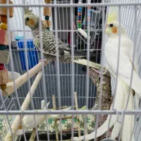 فروش عروس هلندی