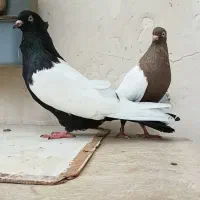 کبوتر دم سفیدوسینه ای.دم‌زرد|پرنده|باوی, |دیوار